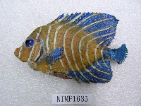 藏品(疊波蓋刺魚)的圖片